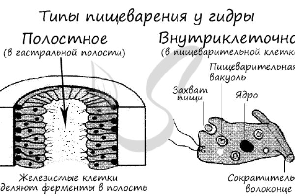 Kraken 12 at что это