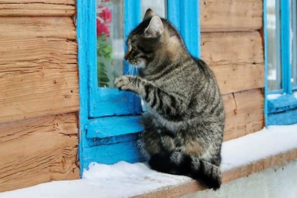 Кракен даркет