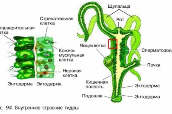 Кракен через обычный браузер