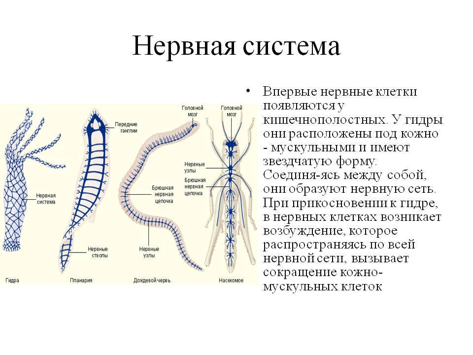 Ссылка на магазин кракен